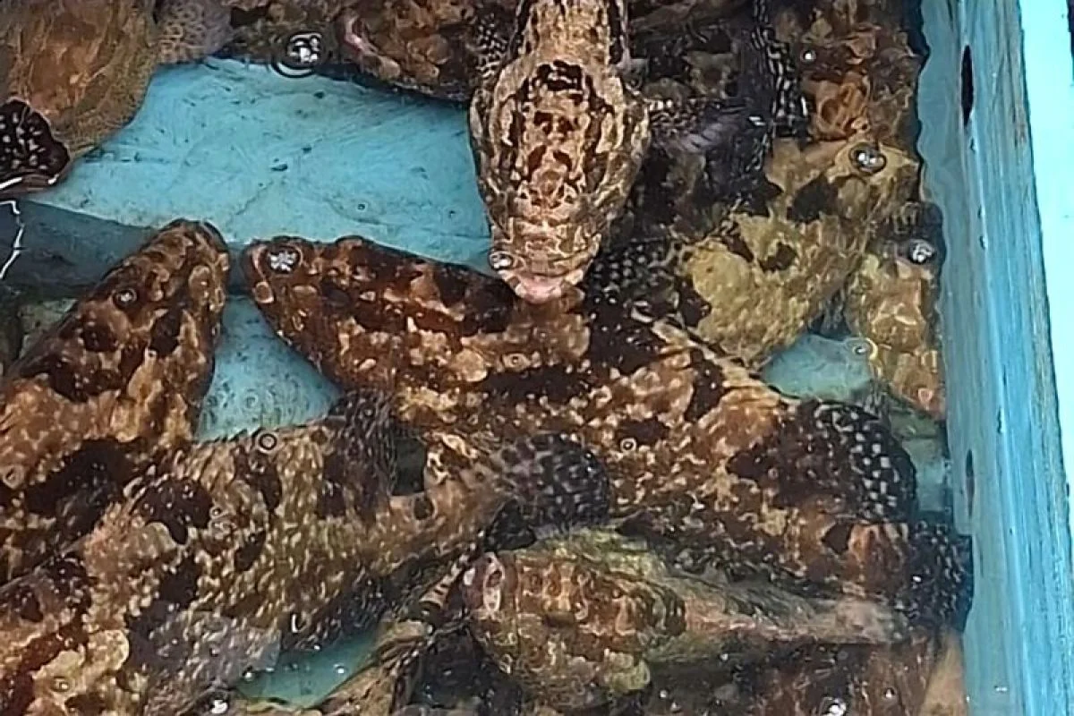 Google dan AMP Robotics Ubah Sampah Jadi Biochar, Siap Ekspor ke 50 Negara dan Hapus 200.000 Ton CO2