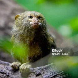 Mengenal Marmoset: Monyet Terkecil Dunia yang Menyimpan Rahasia Hutan Amazon