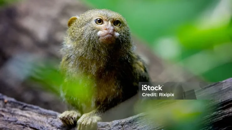 Mengenal Marmoset: Monyet Terkecil Dunia yang Menyimpan Rahasia Hutan Amazon