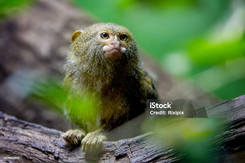 Mengenal Marmoset: Monyet Terkecil Dunia yang Menyimpan Rahasia Hutan Amazon