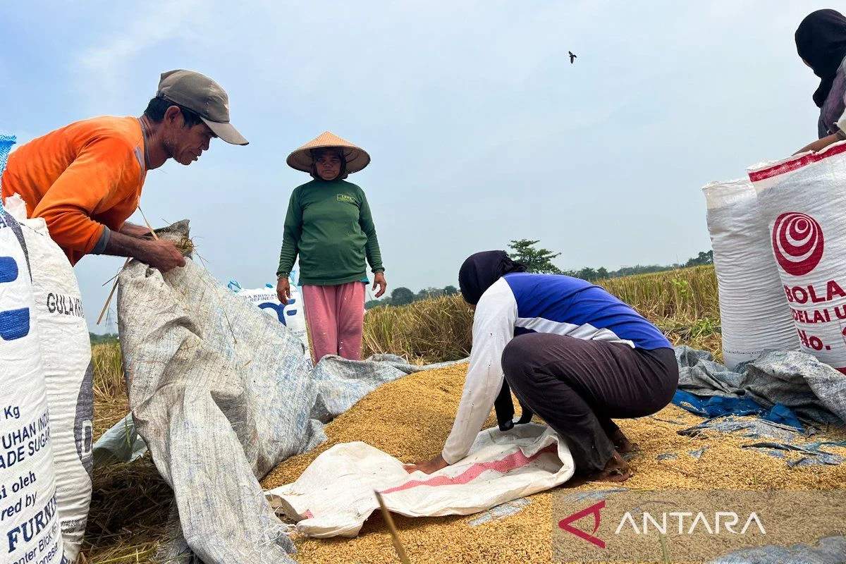 Mentan Amran Keluhkan Ketidakseimbangan Impor‑Ekspor Beras, Stok Nasional Capai 5 Juta Ton di Tengah Ancaman El Nino