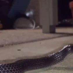 Misteri Kanibalisme pada Ular: Evolusi Ganda yang Terungkap dalam 11 Garis Keturunan