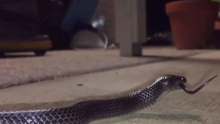 Misteri Kanibalisme pada Ular: Evolusi Ganda yang Terungkap dalam 11 Garis Keturunan