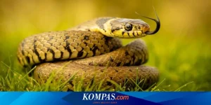 Terungkap! 5 Negara dengan Populasi Ular Terbanyak, Indonesia Masuk Lima Besar