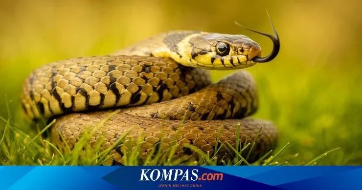 Terungkap! 5 Negara dengan Populasi Ular Terbanyak, Indonesia Masuk Lima Besar