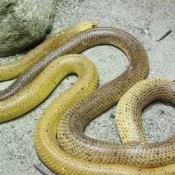 Ular Jadi Pemangsa Sesama: Evolusi Kanibalisme Ternyata Terjadi 11 Kali Secara Independen