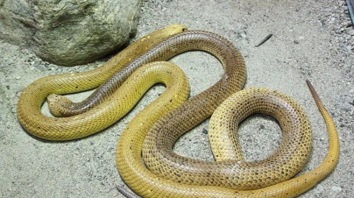 Ular Jadi Pemangsa Sesama: Evolusi Kanibalisme Ternyata Terjadi 11 Kali Secara Independen