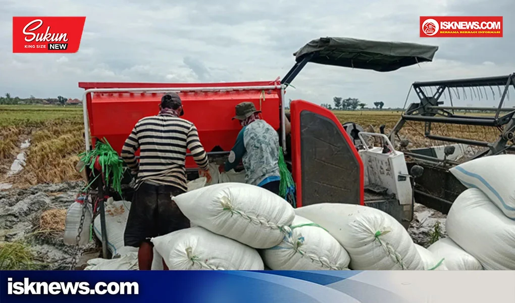 Bentrok Walenrang Mengguncang Panen Padi: Harga Gabah Merosot Tajam, Petani Gelis