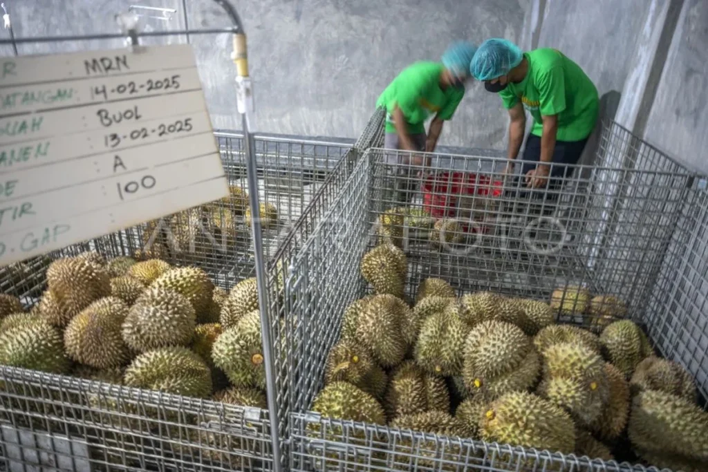 Durian Ekspor China: 459 Ton Raih Rp42,5 Miliar, Peluang Besar bagi Petani Indonesia Durian Ekspor China: 459 Ton Raih Rp42,5 Miliar, Peluang Besar bagi Petani Indonesia