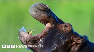Kolombia Siapkan Pembasmian 80 Kuda Nil Liar: Warisan Escobar Menjadi Ancaman Ekologis