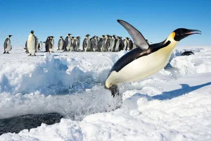 Penguin Kaisar Terancam Punah: Es Antartika Mencair Memicu Krisis Global