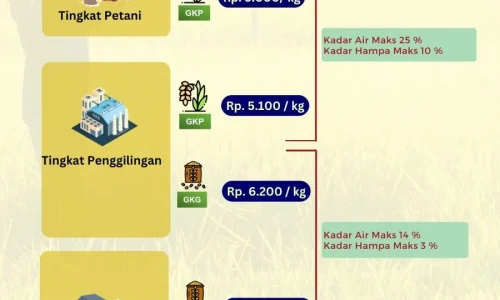 Tiada Hari Tanpa Beras: Pemerintah Tahan HPP Gabah di Rp6.500/kg untuk Stabilitas SPHP