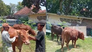 67 Sapi Hilang di Kano, Polisi dan Militer Selamatkan Hewan Ini