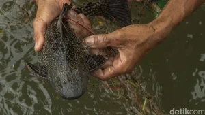 Aksi Berani Ria Ricis: 10 Foto Eksklusif Tangkap Ikan Sapu‑sapu di Sungai Ciliwung