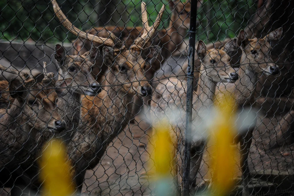 Kebun Binatang Bandung Terancam Krisis Pakan Satwa: Apa Penyebabnya dan Upaya Penyelamatan?