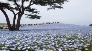 Momen Biru di Jepang: Sabrina Anggraini Tampil Memukau di Hitachi Seaside Park