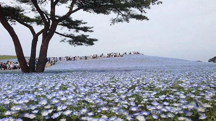 Momen Biru di Jepang: Sabrina Anggraini Tampil Memukau di Hitachi Seaside Park