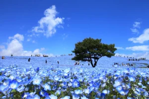 Momen Memukau Sabrina Anggraini di Hitachi Seaside Park: Keindahan Nemophila yang Bikin Terpana
