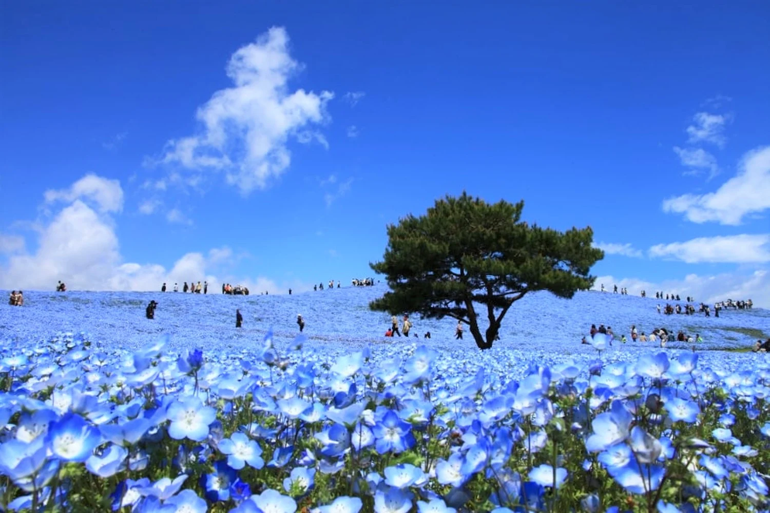 Momen Memukau Sabrina Anggraini di Hitachi Seaside Park: Keindahan Nemophila yang Bikin Terpana