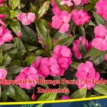 Mengenal Bunga Impatiens dan Kasus Penembakan di Kauai