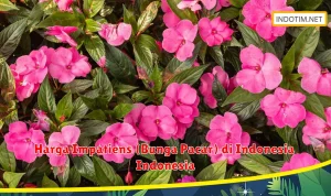 Mengenal Bunga Impatiens dan Kasus Penembakan di Kauai Mengenal Bunga Impatiens dan Kasus Penembakan di Kauai