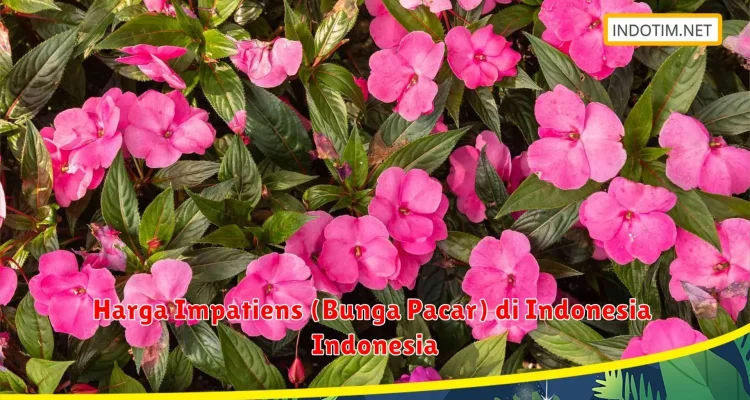 Mengenal Bunga Impatiens dan Kasus Penembakan di Kauai