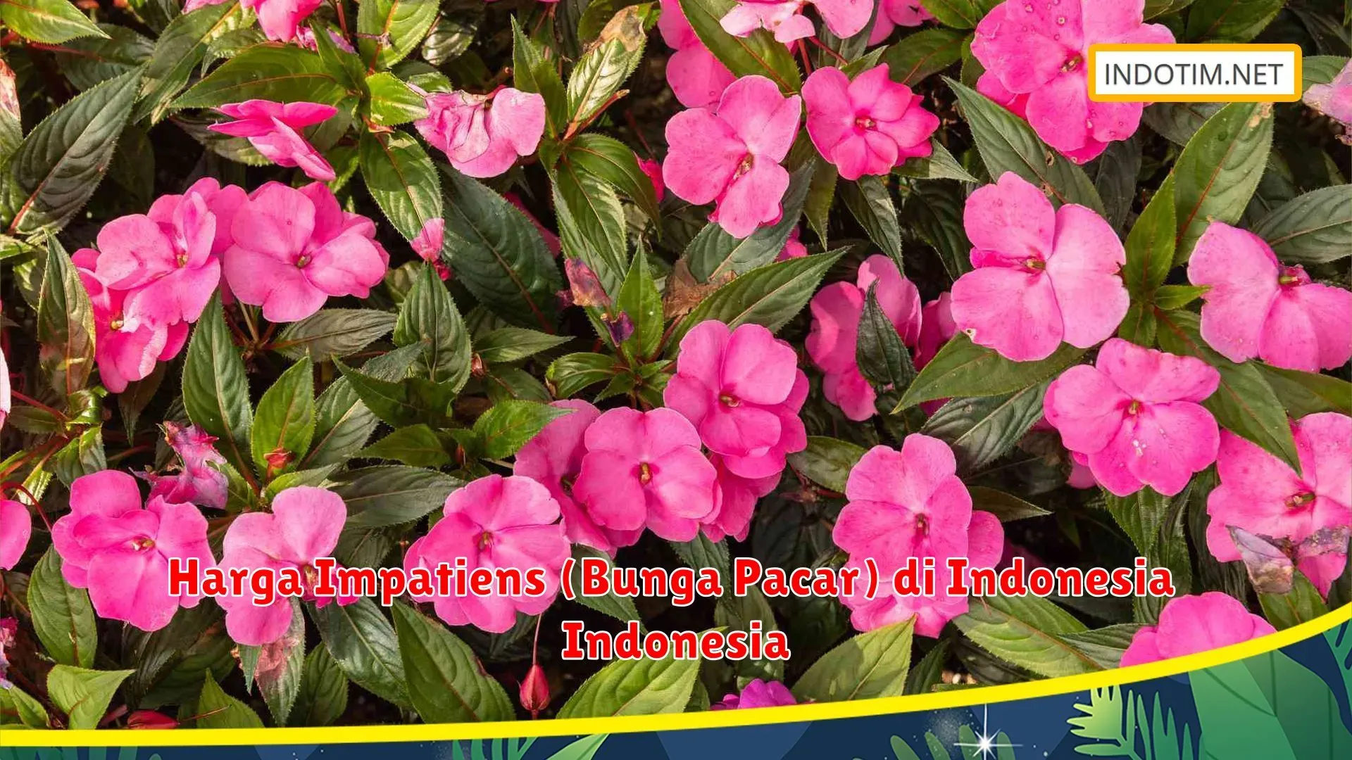 Mengenal Bunga Impatiens dan Kasus Penembakan di Kauai