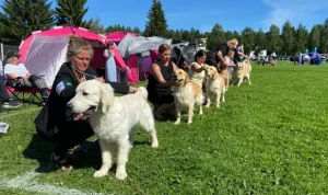 Värmen slår till: Hundar, katter och människor drabbas i Skåne - Sydsvenskan rapporterar
