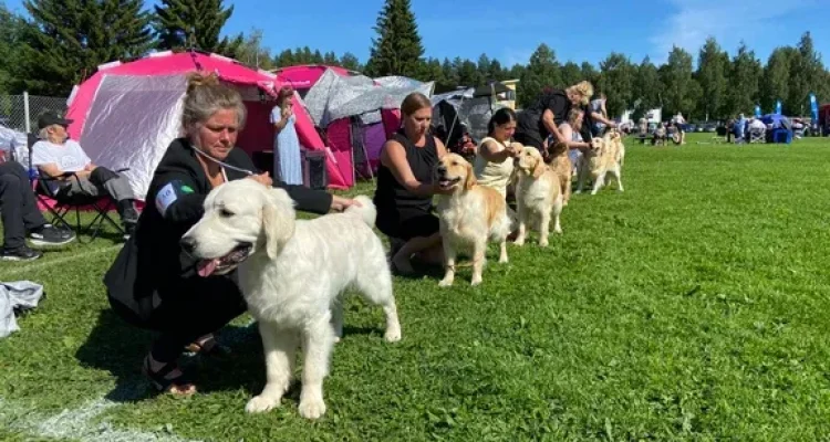 Värmen slår till: Hundar, katter och människor drabbas i Skåne - Sydsvenskan rapporterar