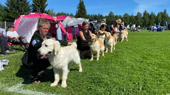 Värmen slår till: Hundar, katter och människor drabbas i Skåne - Sydsvenskan rapporterar