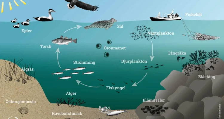 Krisen fördjupas: Varför slösar svenskar 40 liter mer vatten än sina grannar?