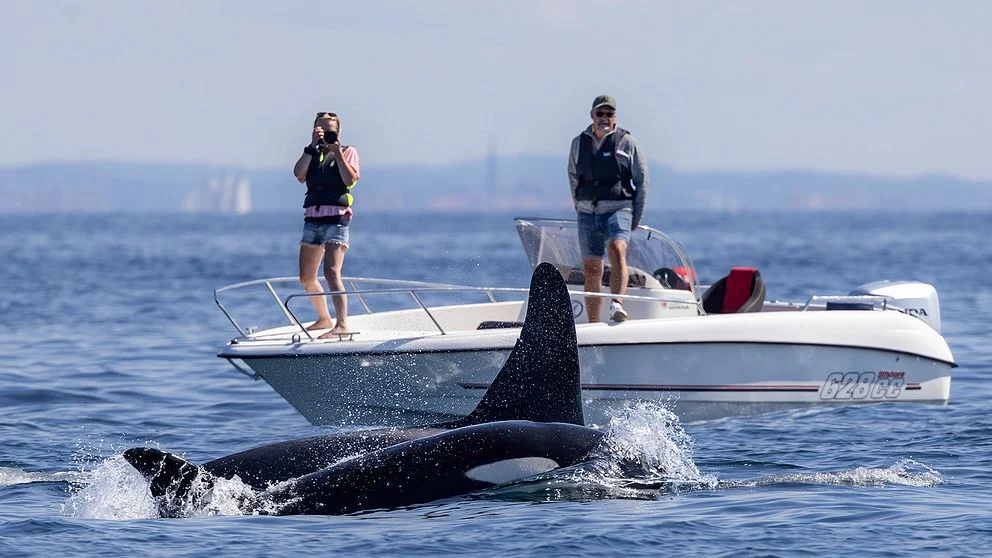 Späckhuggare Göteborg: Fyra Späckhuggare Upptäckta vid Fotö - En Oväntad Besökare i Göteborgs Skärgård
