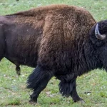 USA i kris - Kriget kostar 364 miljarder, Bison-attacken blev viral