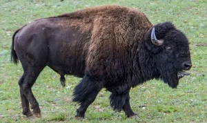 USA i kris - Kriget kostar 364 miljarder, Bison-attacken blev viral