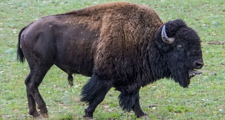 USA i kris - Kriget kostar 364 miljarder, Bison-attacken blev viral