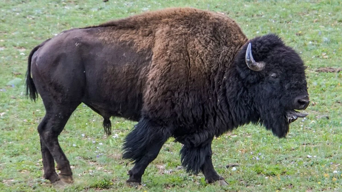 USA i kris - Kriget kostar 364 miljarder, Bison-attacken blev viral