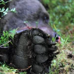 Björnattack i Lycksele: Bärplockare skadad, björnen är på fri fot