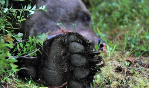 Björnattack i Lycksele: Bärplockare skadad, björnen är på fri fot