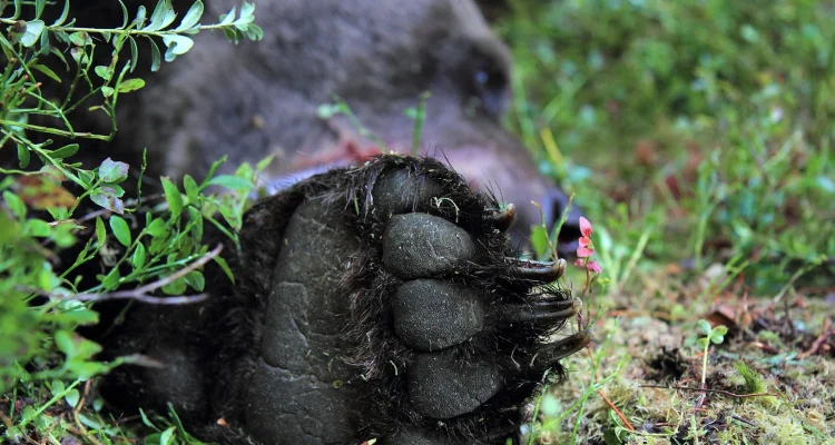 Björnattack i Lycksele: Bärplockare skadad, björnen är på fri fot