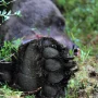 Björnattack i Lycksele: Bärplockare skadad, björnen är på fri fot