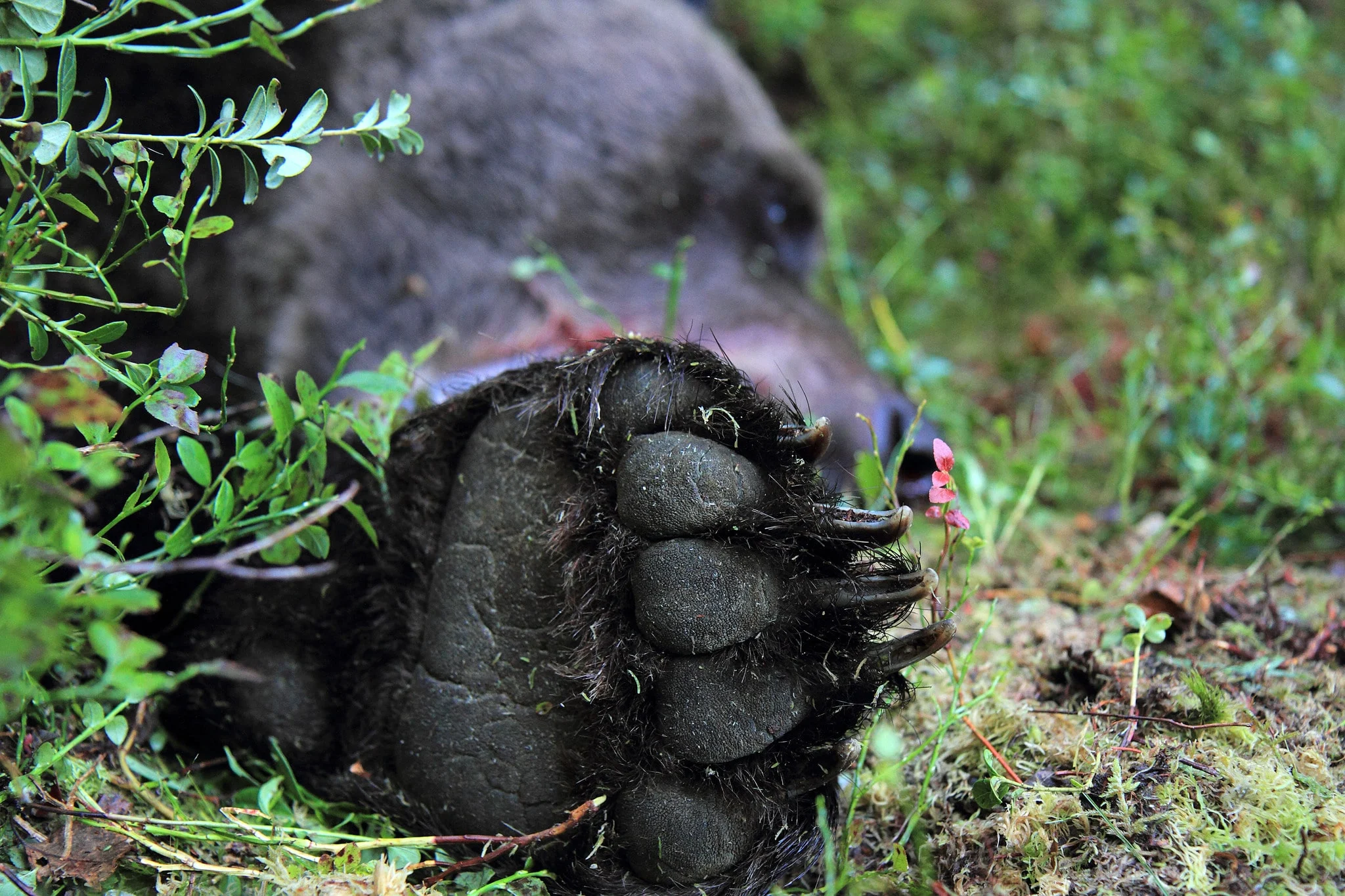 Björnattack i Lycksele: Bärplockare skadad, björnen är på fri fot