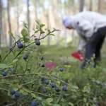 Lycksele: Bärplockare Skadas i Björnattack - Fynd på Golfbanan och Forskning i Sepsisvården