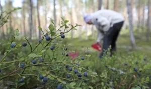 Lycksele: Bärplockare Skadas i Björnattack - Fynd på Golfbanan och Forskning i Sepsisvården
