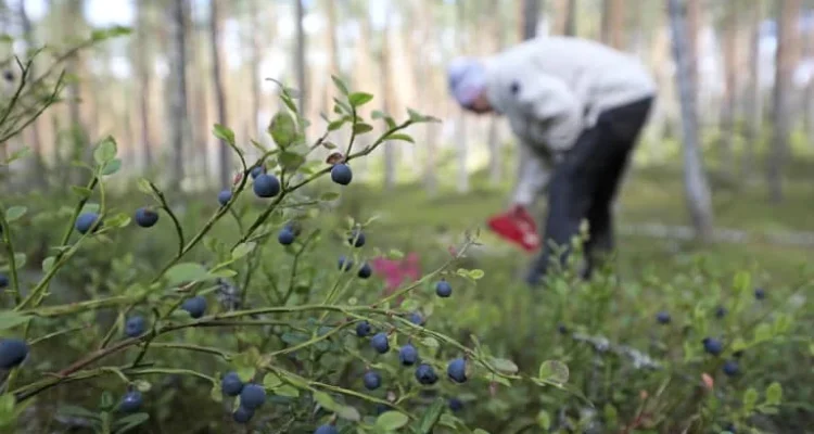 Lycksele: Bärplockare Skadas i Björnattack - Fynd på Golfbanan och Forskning i Sepsisvården