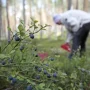 Lycksele: Bärplockare Skadas i Björnattack - Fynd på Golfbanan och Forskning i Sepsisvården
