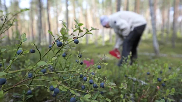 Lycksele: Bärplockare Skadas i Björnattack - Fynd på Golfbanan och Forskning i Sepsisvården